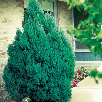 Ienupar chinezesc (Juniperus chinensis Stricta), planta gard viu, vesnic verde, frunzis albastru
