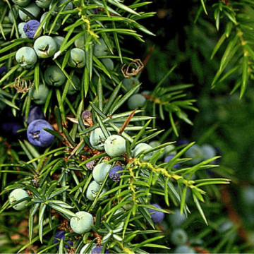Ienupar (Juniperus Hibernica), planta gard viu, vesnic verde - Img 4