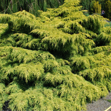 Ienupăr pitic galben (Juniperus pf. Old Gold), planta gard viu, vesnic verde, frunzis galben