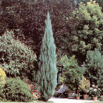 Ienupar sageata (Juniperus Skyrocket), planta gard viu, vesnic verde, frunzis albastru