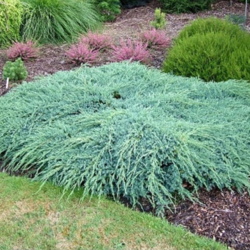 Ienupar tarator argintiu (Juniperus sq. Blue Carpet), vesnic verde, planta acoperitoare de sol, frunzis albastru - Img 2