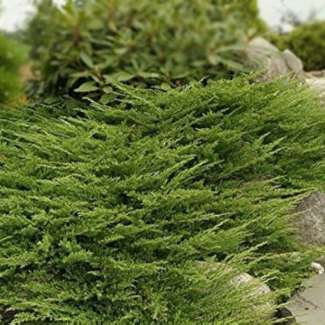 Ienupar tarator (Juniperus horiz. Prince of Walles), vesnic verde, planta acoperitoare de sol - Img 3