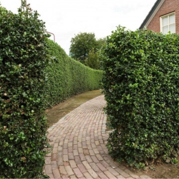 Ilex Alaska (Ilex aquif. Alaska), vesnic verde, arbust ornamental - Img 2