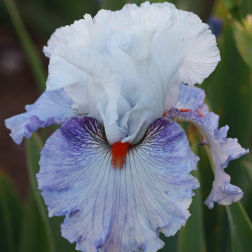 Iris Americans patriot, planta perena, flori alb, mov - Img 2