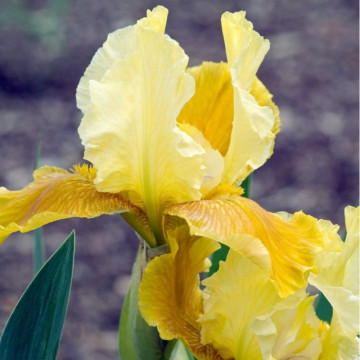 Iris Honey Glazed, planta perena, planta parfumata, flori portocaliu - Img 2