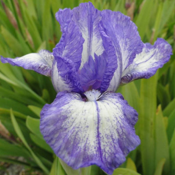 Iris Petit polka, planta perena, flori alb, mov - Img 2