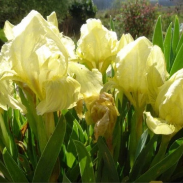 Iris pumila (Iris pumila), planta cu flori, flori galbene