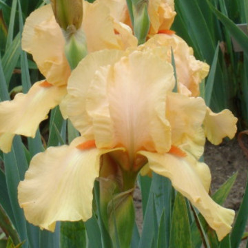 Iris 'Robusto', planta ornamentala, planta parfumata, flori portocaliu - Img 2