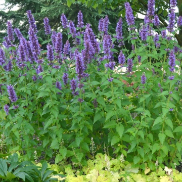 Isop de anason (Agastache foenicum), planta perena, planta aromatica, planta parfumata - Img 2