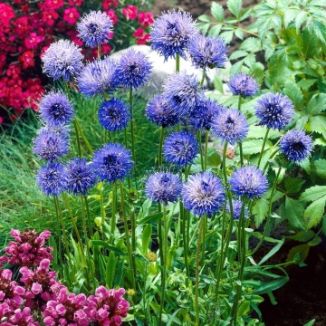 Jasione laevis Blue Light, planta perena, flori albastru - Img 2