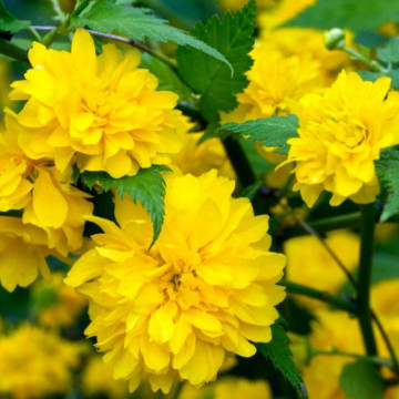 Keria (Kerria japonica Pleniflora), arbust ornamental, flori galbene