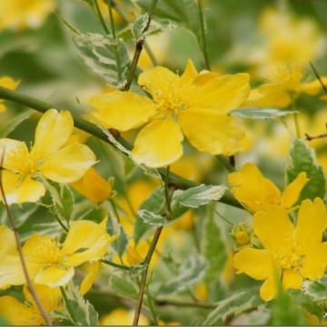 Keria variegata (Kerria japonica Aureovariegata), arbust ornamental, flori galbene