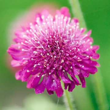 Knautia macedonica Melton Pastels, planta perena, flori rosu