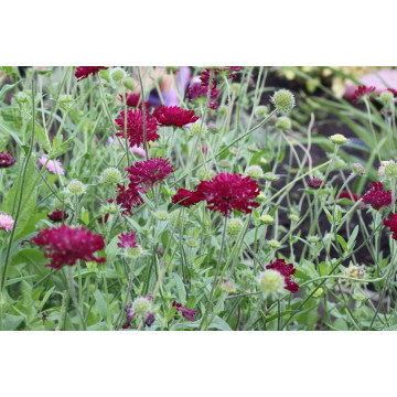 Knautia macedonica Red knight, planta perena, flori rosu