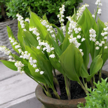 Lacramioare (Convallaria majalis Bordeaux), planta acoperitoare de sol, planta parfumata, flori alb - Img 3