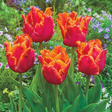 Lalele Amazing Parrot (Tulips Amazing Parrot), bulbi lalele, flori alb, galben, roz - Img 3