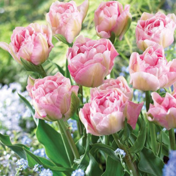 Lalele Angelique (Tulips Angelique), bulbi lalele, flori roz - Img 2