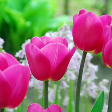 Lalele Barcelona (Tulips Barcelona), bulbi lalele, flori mov
