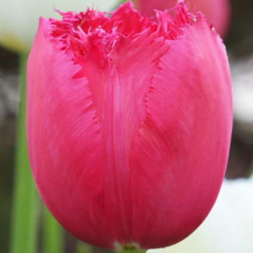 Lalele Burgundy lace (Tulips Burgundy lace), bulbi lalele, flori rosu