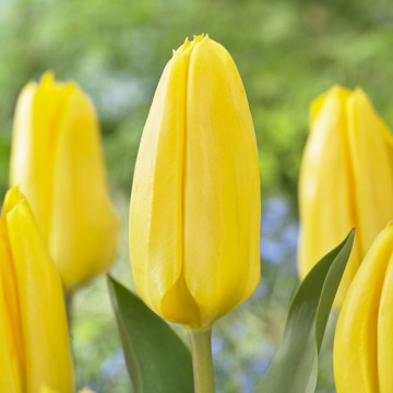 Lalele Candela (Tulips Candela), bulbi lalele, flori galbene
