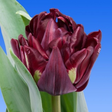 Lalele Canyon (Tulips Canyon), bulbi lalele, flori rosu