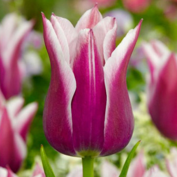 Lalele Claudia (Tulips Claudia), bulbi lalele, flori alb, rosu