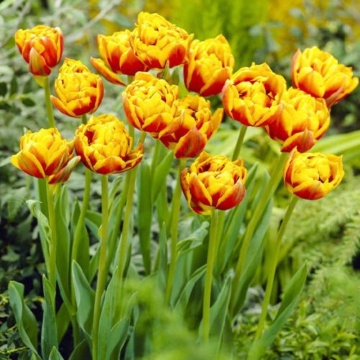 Lalele Double Focus (Tulips Double Focus), bulbi lalele, flori galben, portocaliu