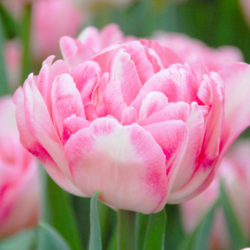 Lalele Finola (Tulips Finola), bulbi lalele, flori alb, roz