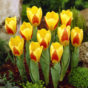 Lalele Giuseppe Verdi (Tulips Giuseppe Verdi), bulbi lalele, flori galben, rosu - Img 5