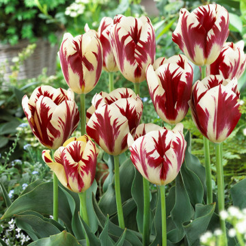 Lalele Grand Perfection (Tulips Grand Perfection), bulbi lalele, flori alb, rosu - Img 3