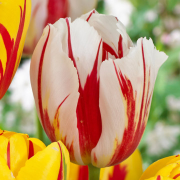 Lalele Happy Generation (Tulips Happy Generation), bulbi lalele, flori alb, rosu