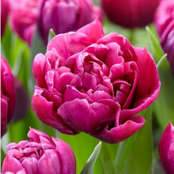 Lalele Margarita (Tulips Margarita), bulbi lalele, flori mov