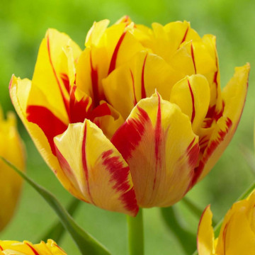 Lalele Monsella (Tulips Monsella), bulbi lalele, flori galben, rosu