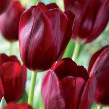 Lalele National Velvet (Tulips National Velvet), bulbi lalele, flori rosu - Img 4
