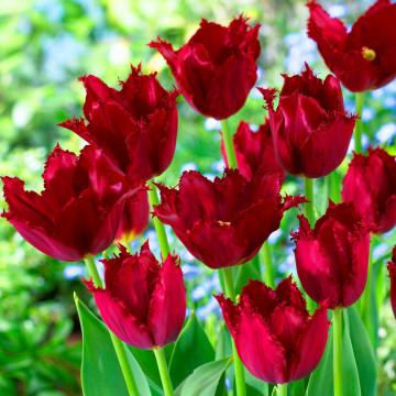 Lalele Pacific Pearl (Tulips Pacific Pearl), bulbi lalele, flori rosu - Img 2