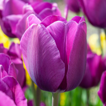 Lalele Purple Flag (Tulips Purple Flag), bulbi lalele, flori mov
