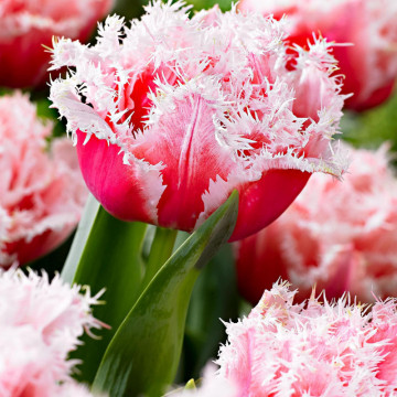 Lalele Queensland (Tulips Queensland), bulbi lalele, flori alb, rosu