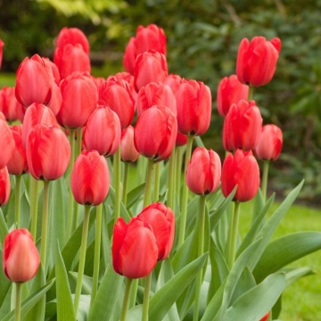Lalele Red Impression (Tulips Red Impression), bulbi lalele, flori rosu - Img 2