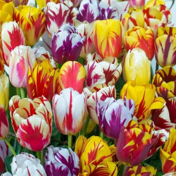 Lalele Rembrandt Mixed (Tulips Rembrandt Mixed), bulbi lalele, flori mix - Img 3