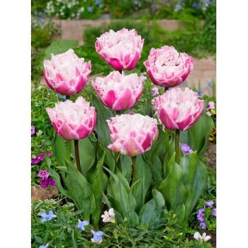 Lalele Sugar Crystal (Tulips Sugar Crystal)