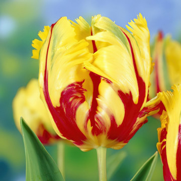 Lalele Texas flame (Tulips Texas flame), bulbi lalele, flori galben, rosu