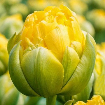 Lalele Vanilla Coup (Tulips Vanilla Coup), bulbi lalele, flori galbene