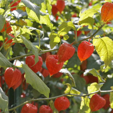 Lampion chinezesc (Physalis franketii) - Img 2