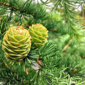 Larice (Larix kaempferi), arbore ornamental, planta melifera - Img 3