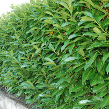 Laur englezesc, laurocires (Prunus lauracerasus Caucasica), planta gard viu, vesnic verde