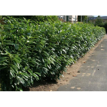 Laur englezesc (Prunus laurocerasus Herbergii), planta gard viu, vesnic verde - Img 2