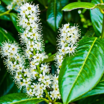 Laur englezesc (Prunus laurocerasus Novita), vesnic verde, arbust ornamental - Img 2