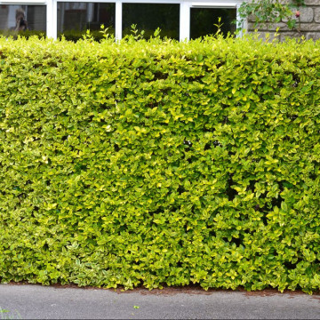 Lemn cainesc galben (Ligustrum ovalifolium Aureum), planta gard viu, vesnic verde, frunzis verde-galben - Img 3