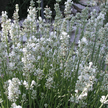 Levantica alba (Lavandula angustifolia White fragrance), arbust ornamental, planta melifera, planta parfumata - Img 2