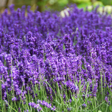 Levantica (Lavandula angustifolia Hidcote Compact), vesnic verde, planta cu flori, planta parfumata - Img 3